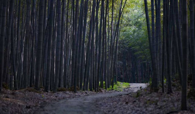 湖南常德，药山寺竹林禅院湖南常德，药山寺竹林禅院